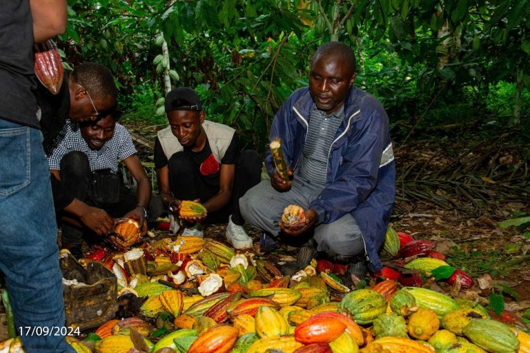 Début de la saison de production de cacao à la SOPROCOPIV