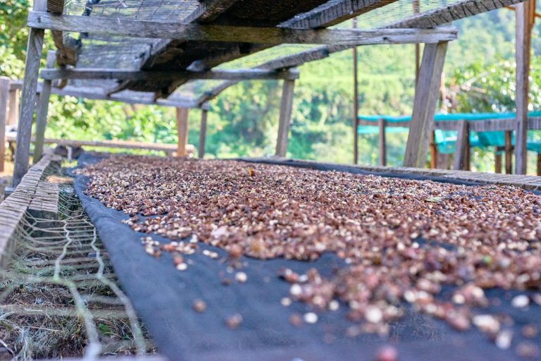 Nord-Kivu : à Bungulo, la SOPROCOPIV mise sur le café « full wash » et une gestion durable de l’eau